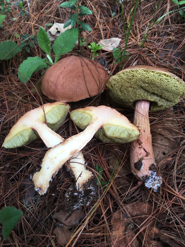 aureoboletus
