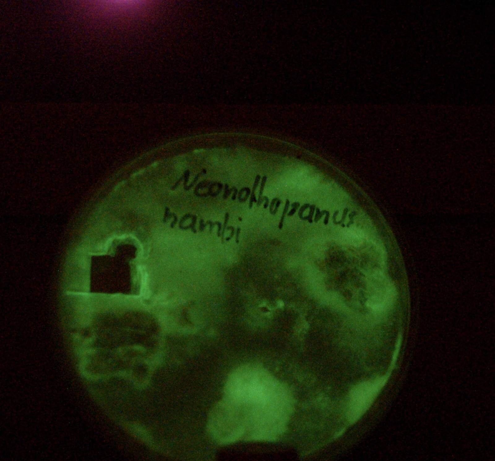 bioluminescent mycelium