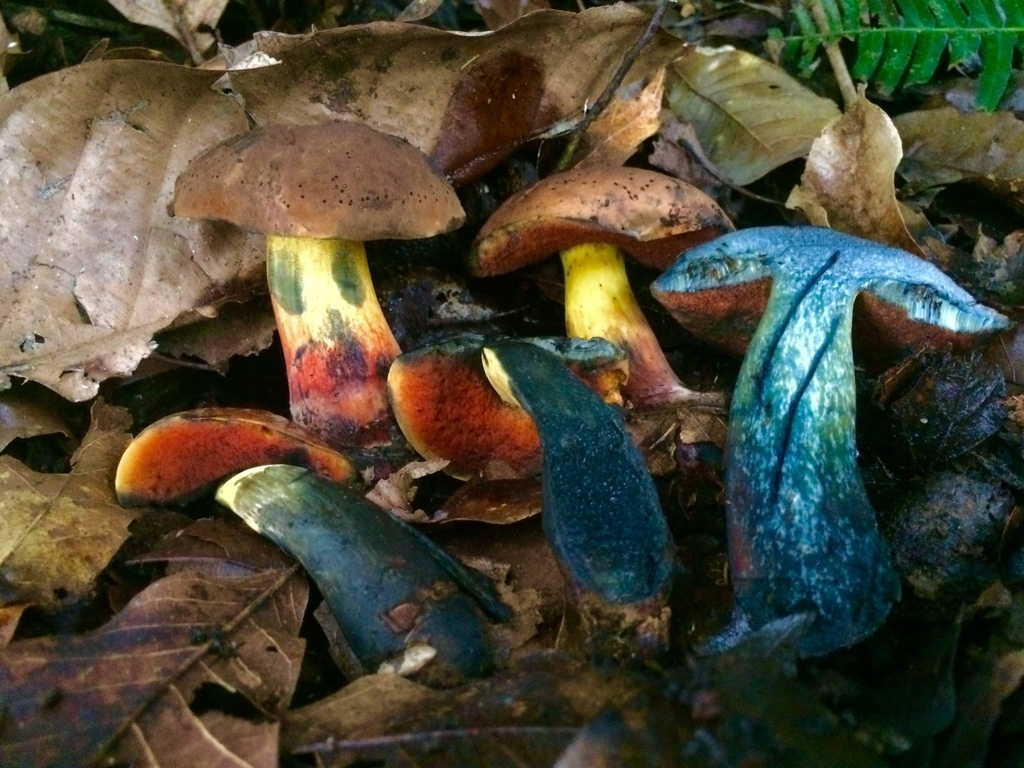 toxic blue staining bolete