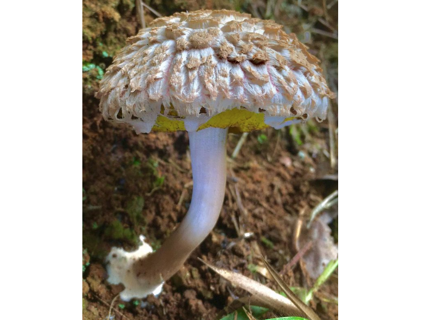 Boletellus ananas