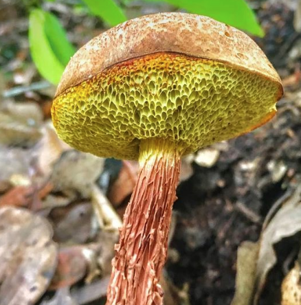 russels bolete