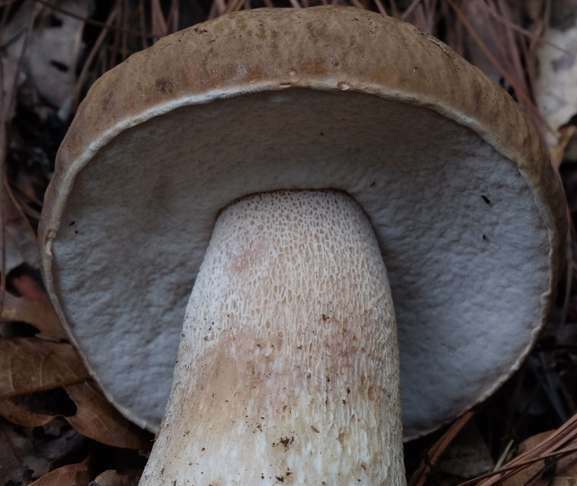 boletus edulis