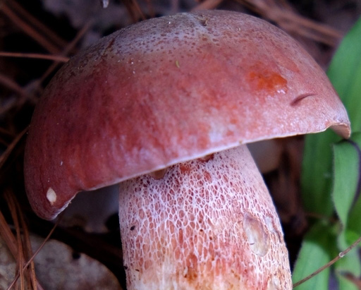 bolete reticulated stipe