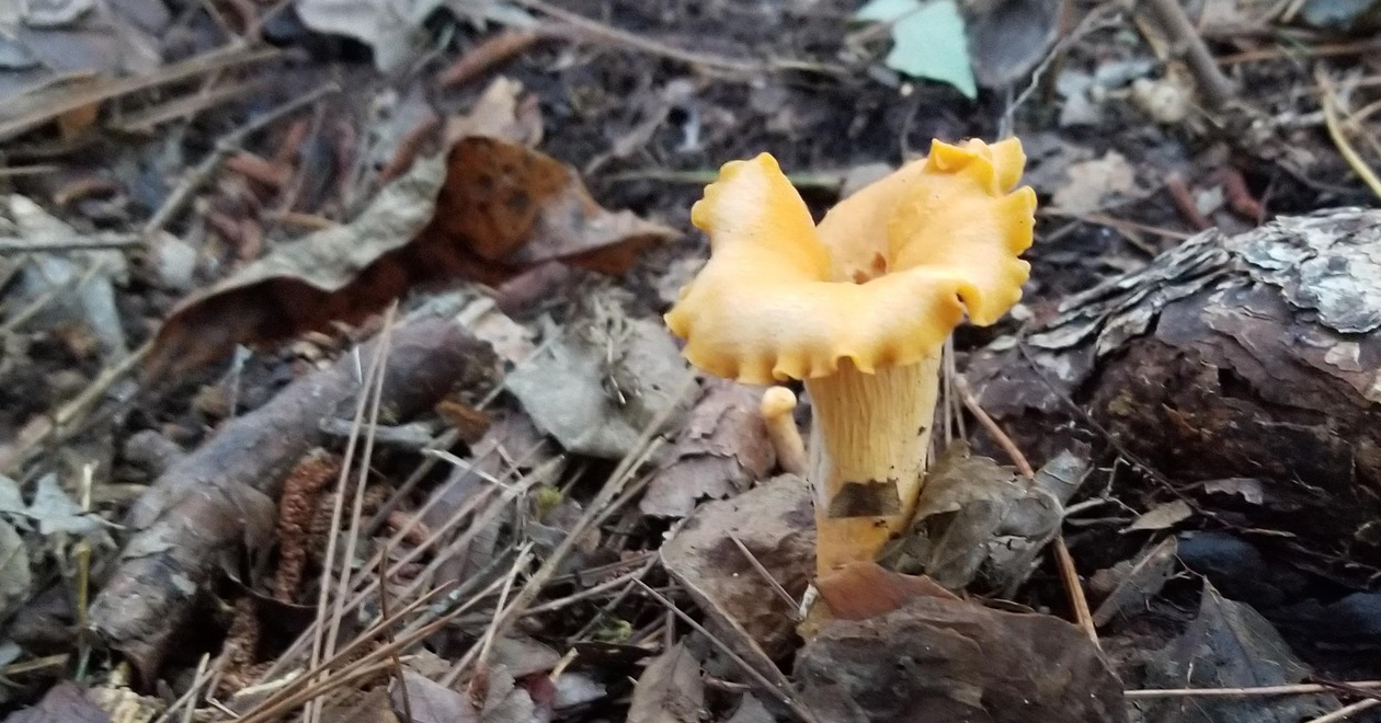 Chanterelle by John Moorhous