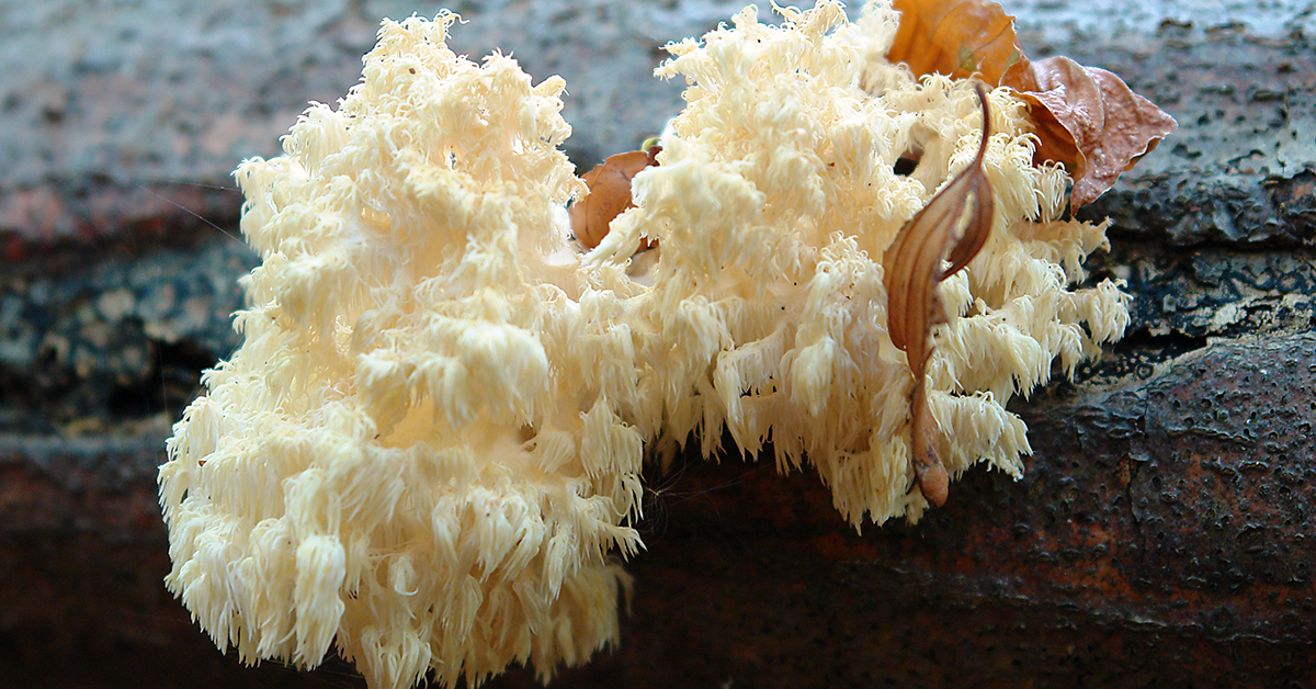 coral tooth fungus