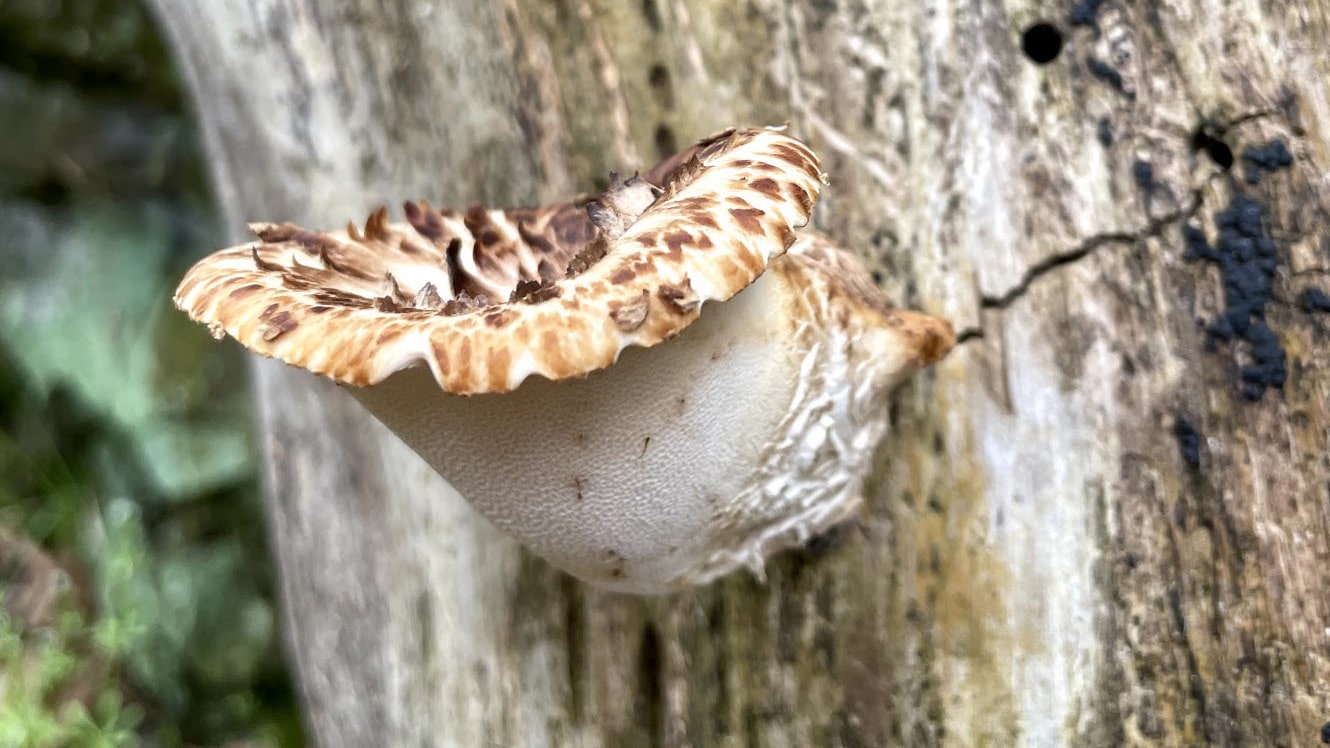 Dryad's Saddle Mushroom | Forage, identify, and eat!