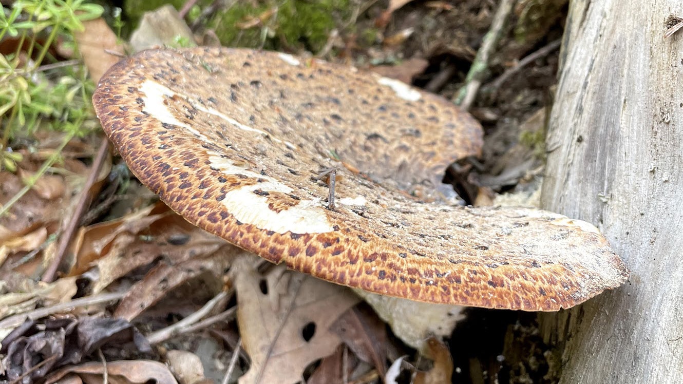 young edible dryads saddle