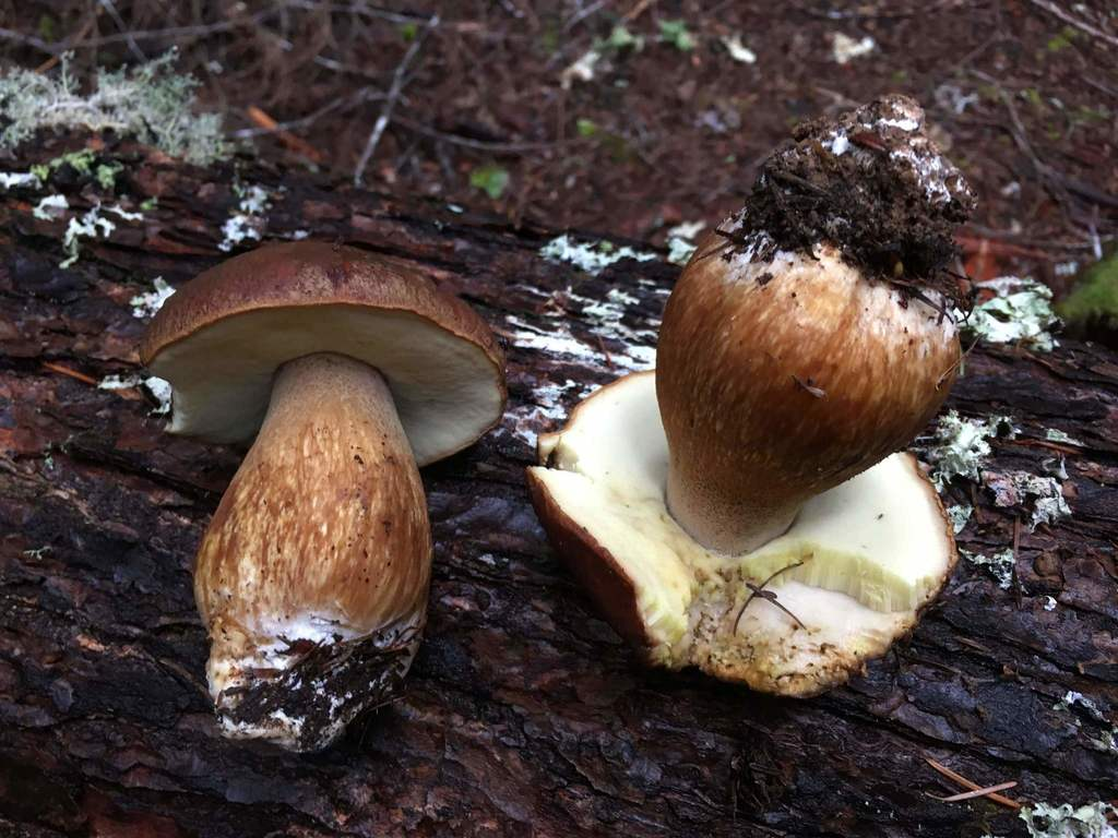 edible porcini mushroom