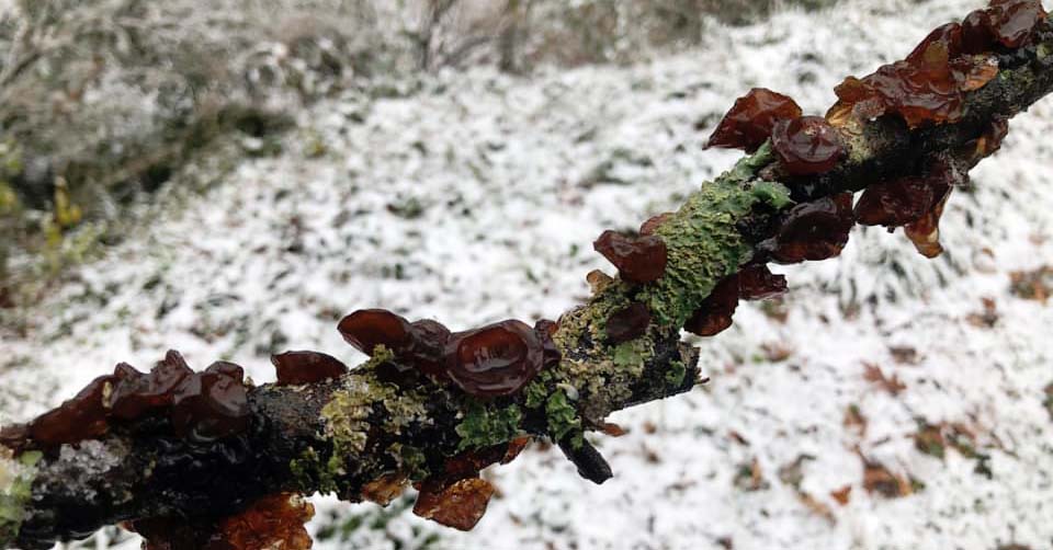 Wood Ear Mushrooms: A Delicate Treat - Gardenista