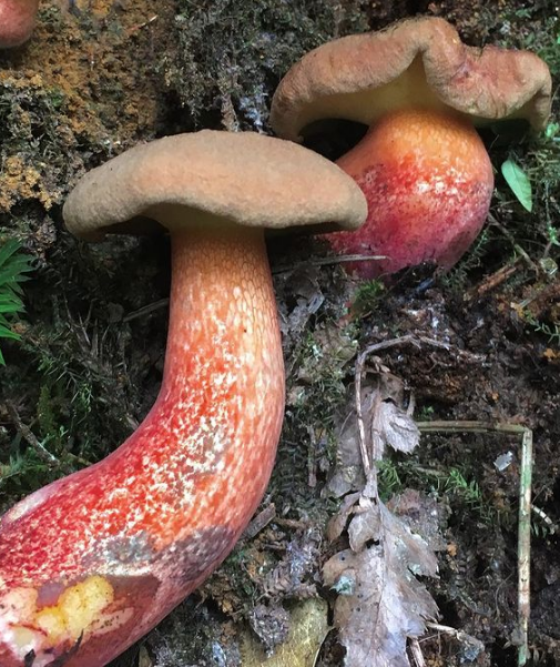 exotic bolete