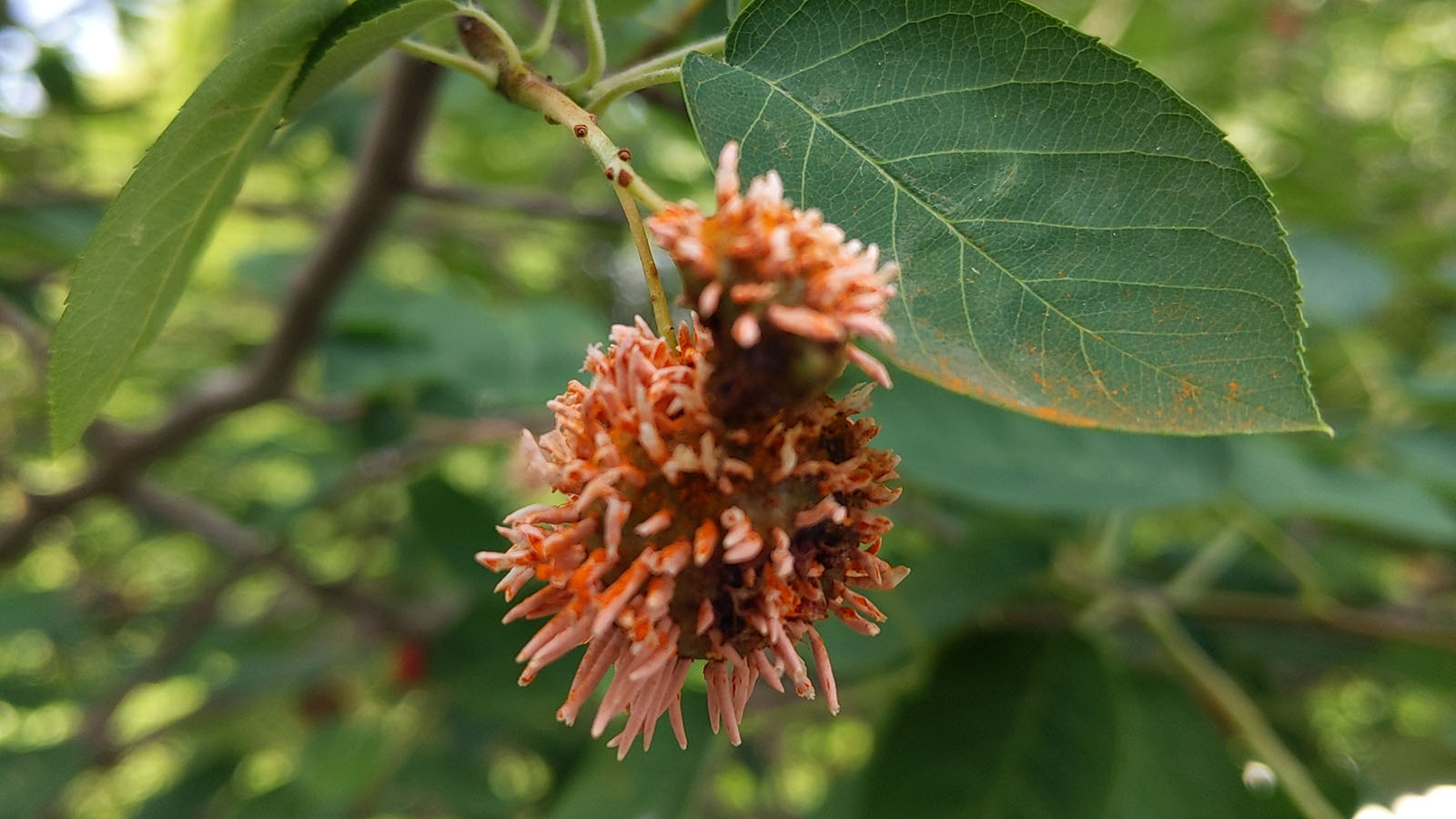 serviceberry rust