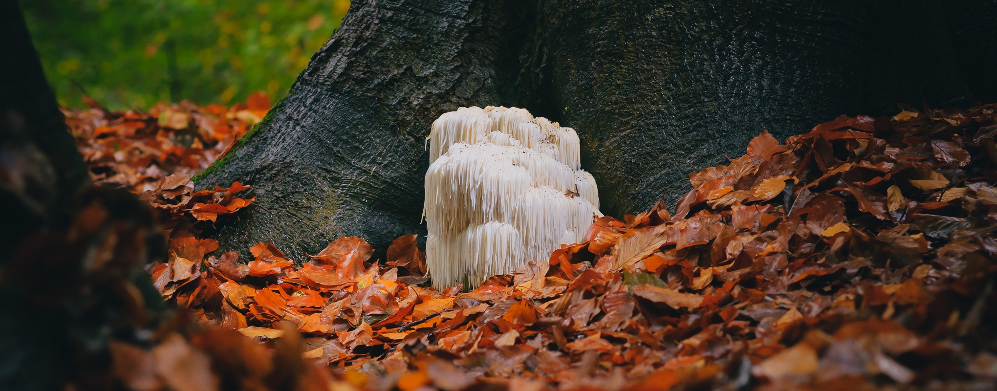 lions mane mushroom