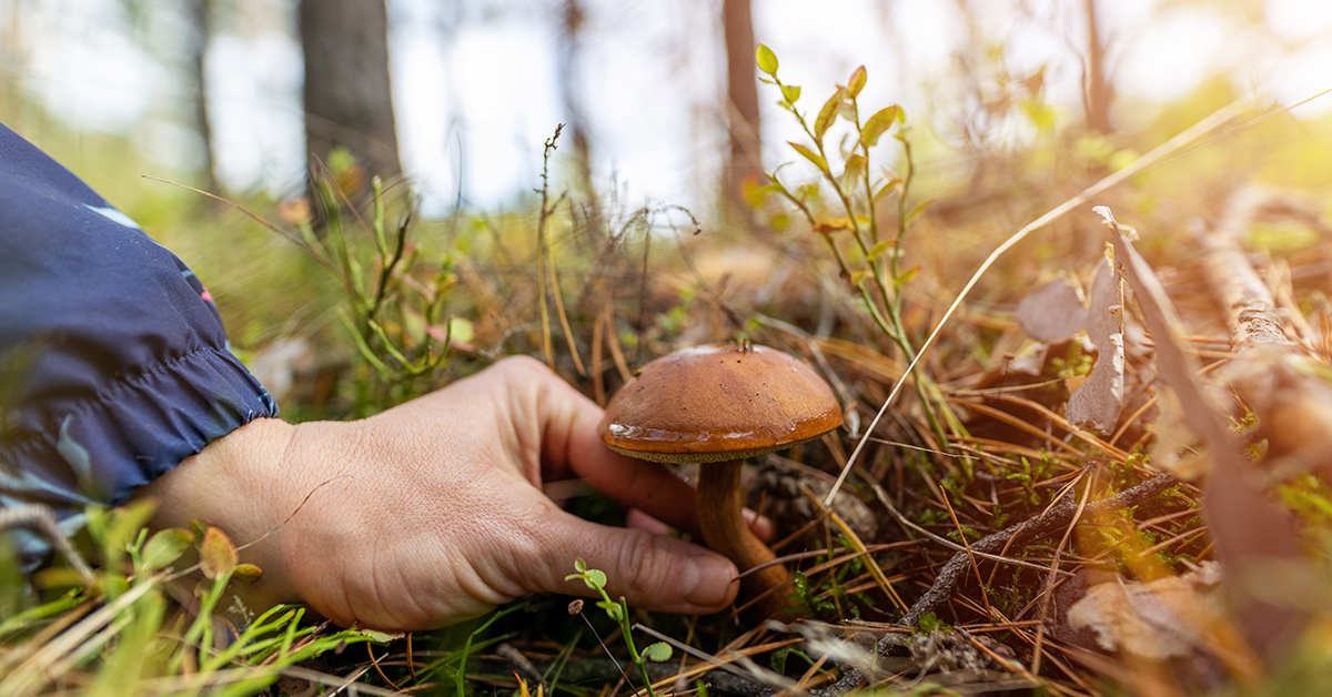 mushroom picking