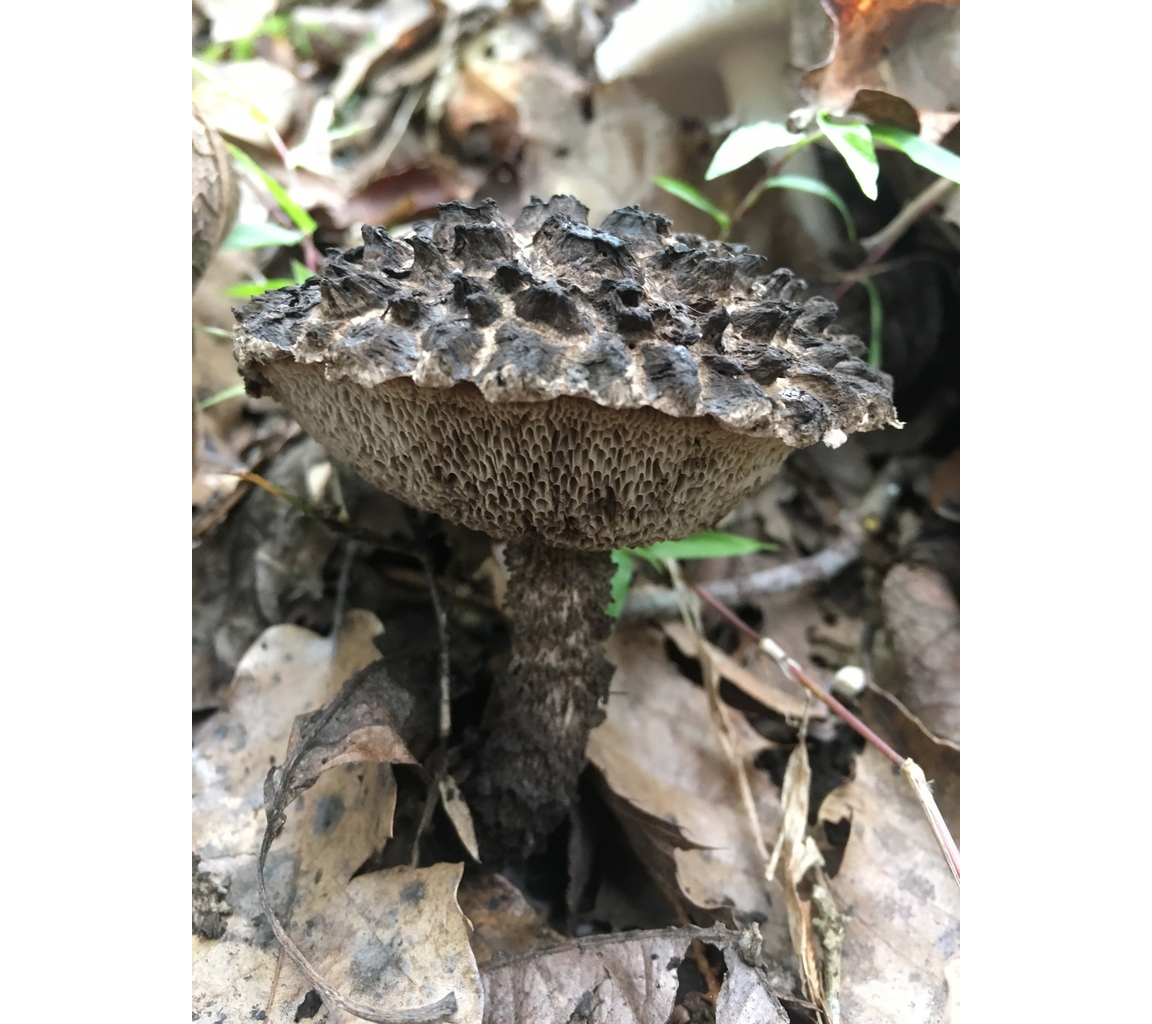 old man of the woods