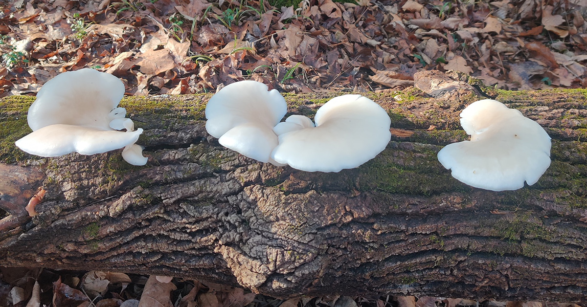 Oyster Mushrooms by Christine Gentile