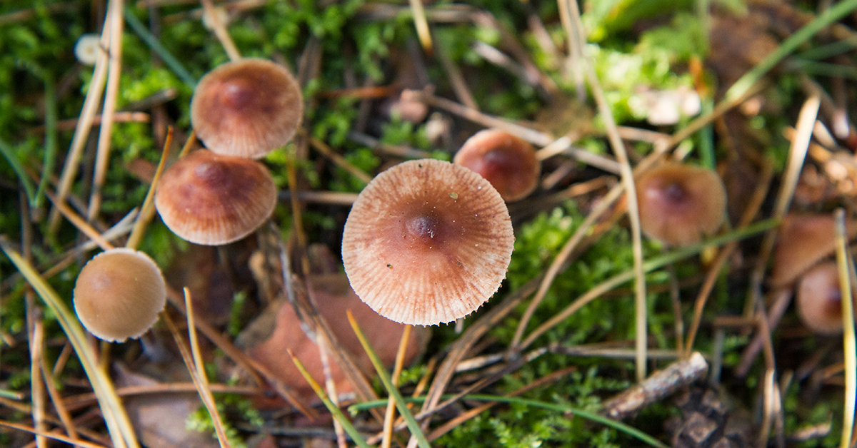 pholiotina rugosa