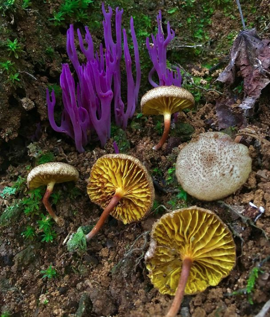 phylloporus mushroom