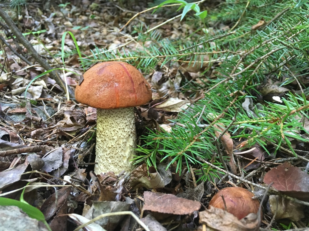 red capped scaber stalk