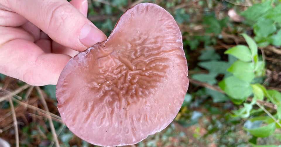 Wood Ear by Daniel Kim